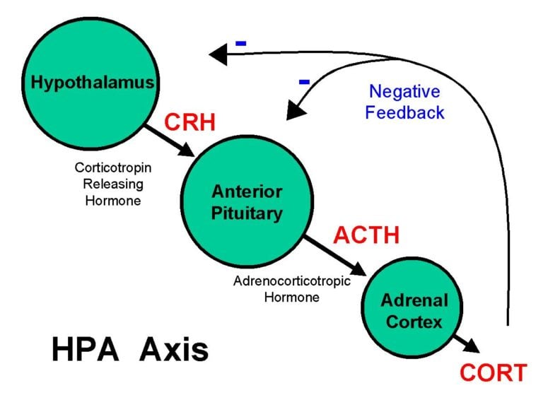 Fosfatidyyliseriinihypotalamus